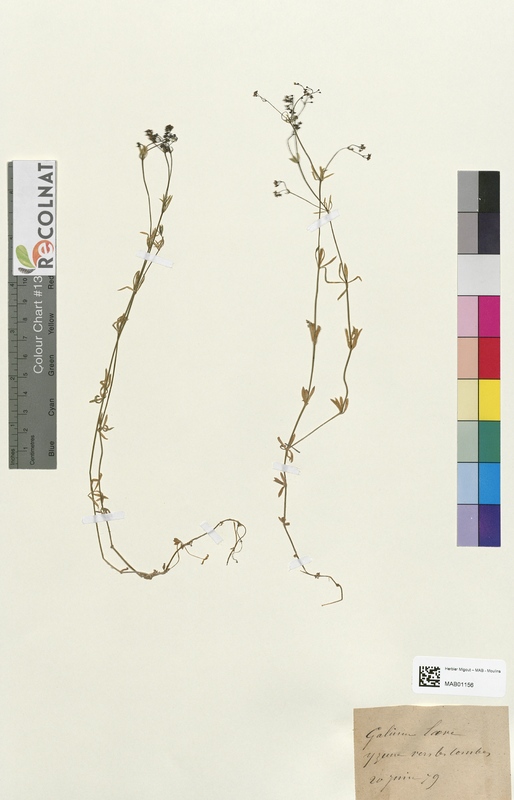 Galium lave (Rubiaceae)