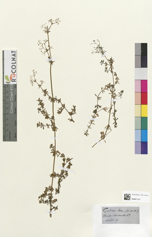 Galium lave (Rubiaceae)