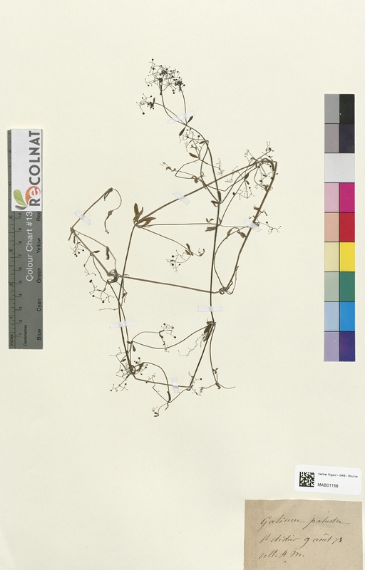 Galium palustre (Rubiaceae)