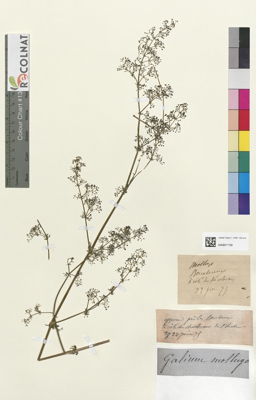 Galium mollugo (Rubiaceae)