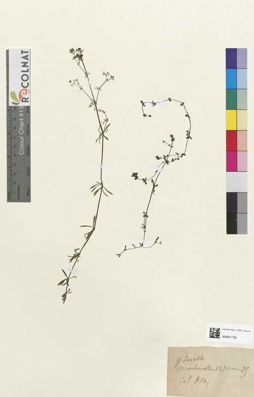 Galium saxatile (Rubiaceae)