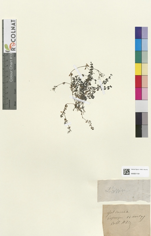 Galium saxatile (Rubiaceae)