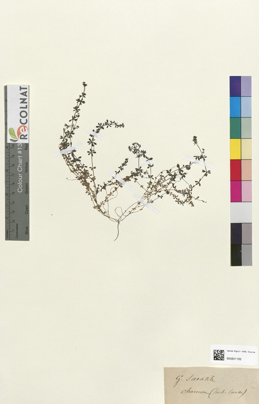 Galium saxatile (Rubiaceae)