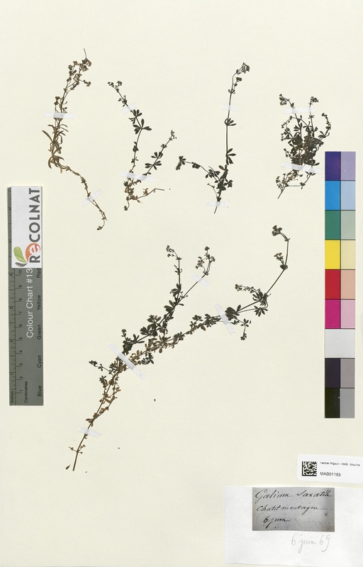 Galium saxatile (Rubiaceae)