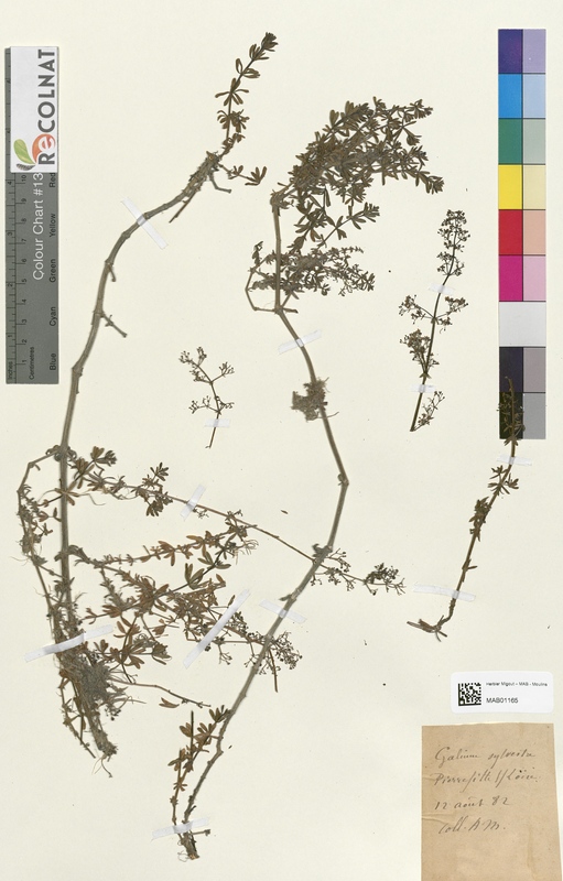 Galium sylvestre (Rubiaceae)