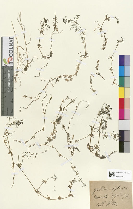 Galium sylvestre (Rubiaceae)