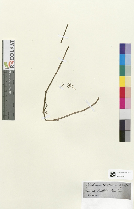 Galium sylvestre (Rubiaceae)