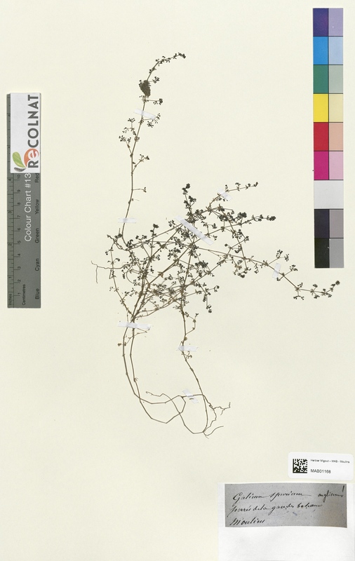 Galium spurium (Rubiaceae)