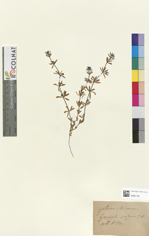 Galium tricorne (Rubiaceae)