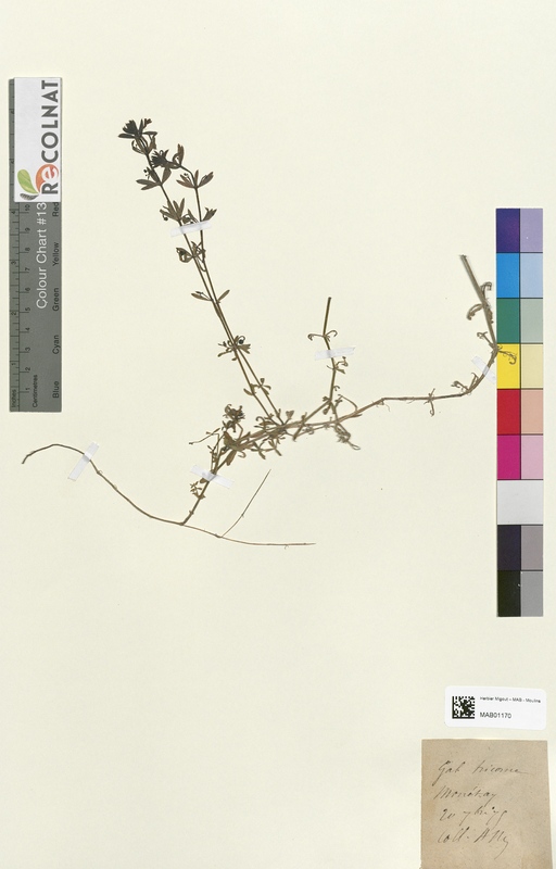 Galium tricorne (Rubiaceae)