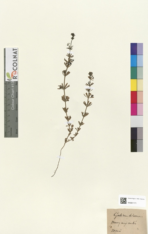 Galium tricorne (Rubiaceae)