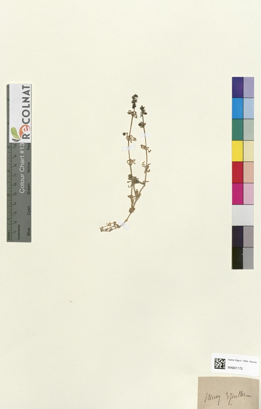 Galium tricorne (Rubiaceae)