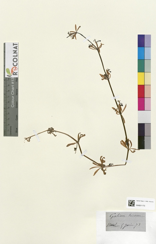 Galium tricorne (Rubiaceae)