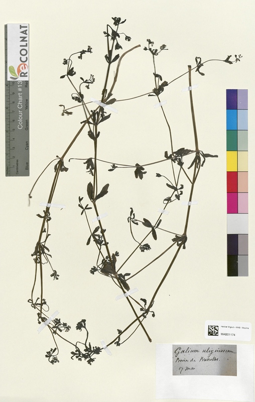 Galium uliginosum (Rubiaceae)