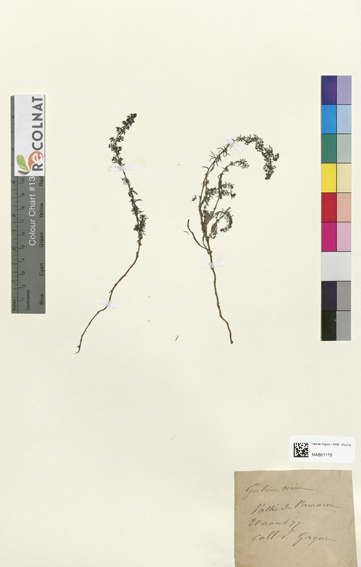 Galium verma (Rubiaceae)