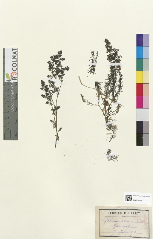 Galium verma (Rubiaceae)