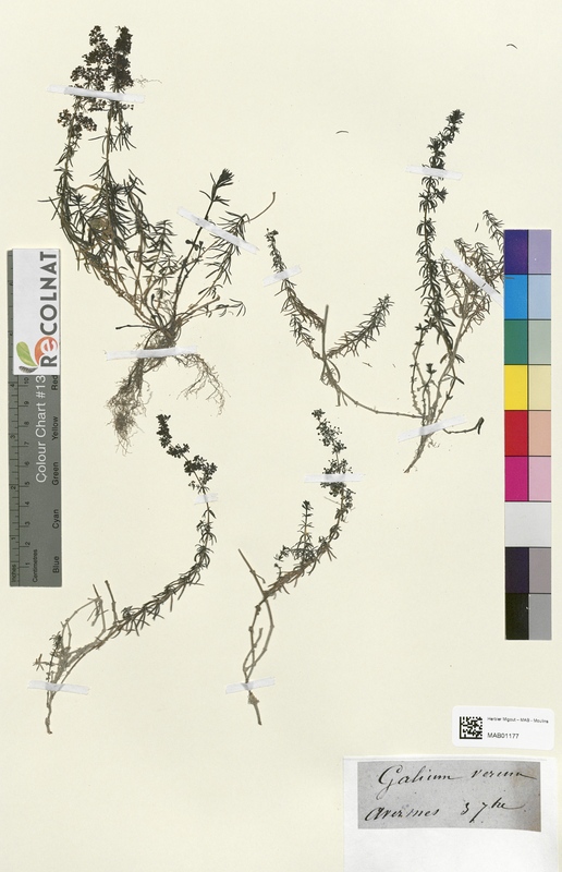 Galium verma (Rubiaceae)