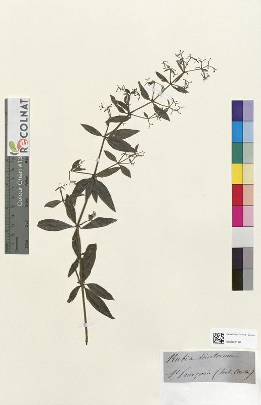 Rubia tinctorum (Rubiaceae)