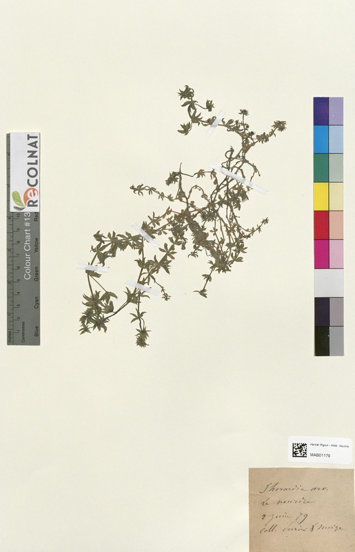 Sherardia arvensis (Rubiaceae)