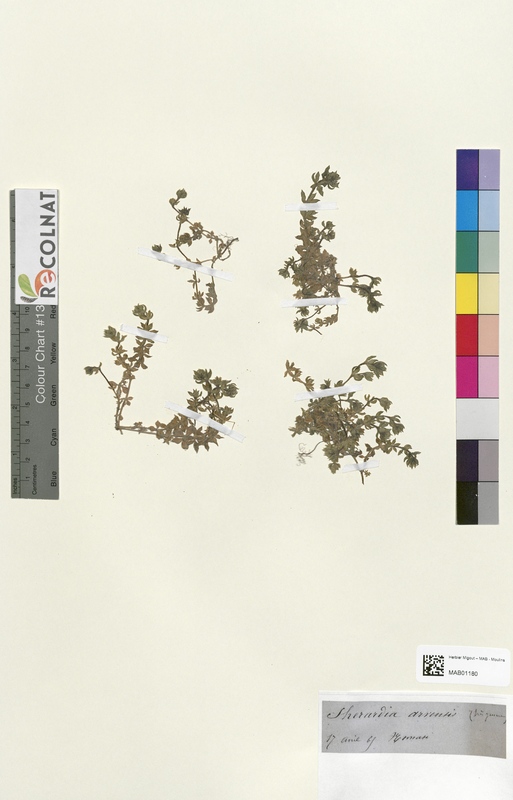 Sherardia arvensis (Rubiaceae)