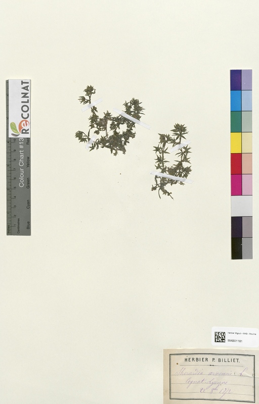 Sherardia arvensis (Rubiaceae)