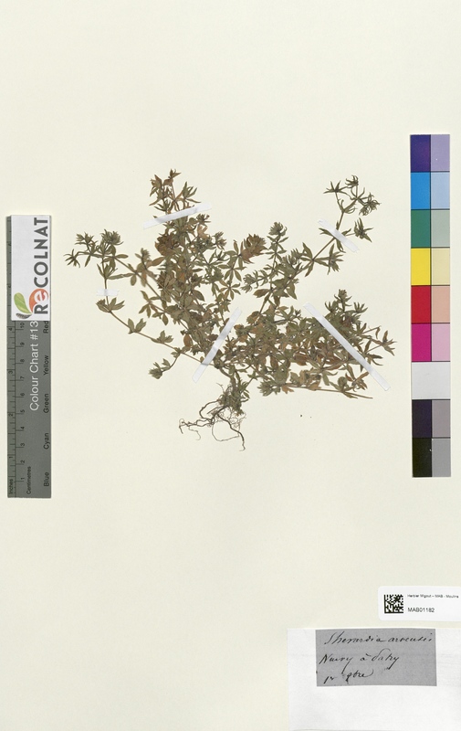 Sherardia arvensis (Rubiaceae)