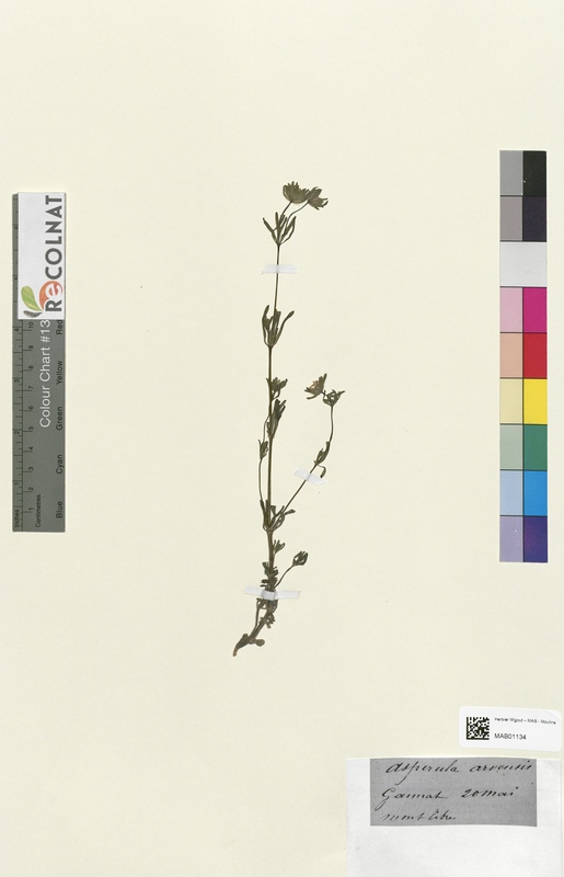 Aspercula arvensis (Rubiaceae)