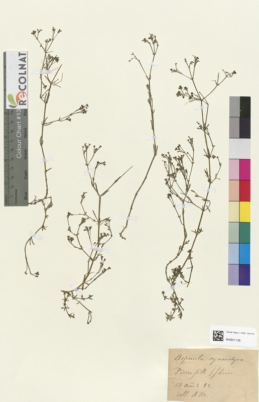 Aspercula cynanchica (Rubiaceae)