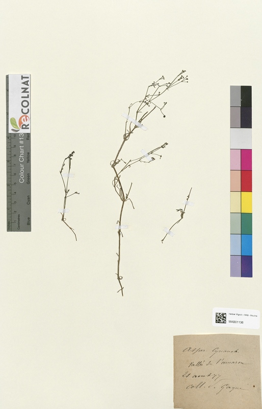 Aspercula cynanchica (Rubiaceae)