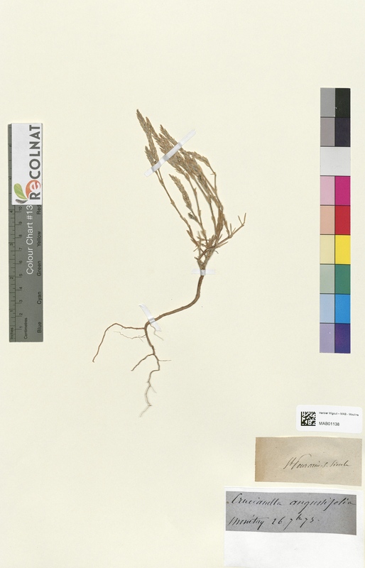 Crucianella angustifolia (Rubiaceae)