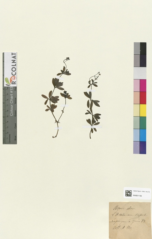 Aspercula odorata (Rubiaceae)