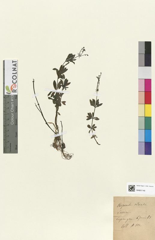 Aspercula odorata (Rubiaceae)