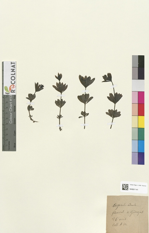 Aspercula odorata (Rubiaceae)