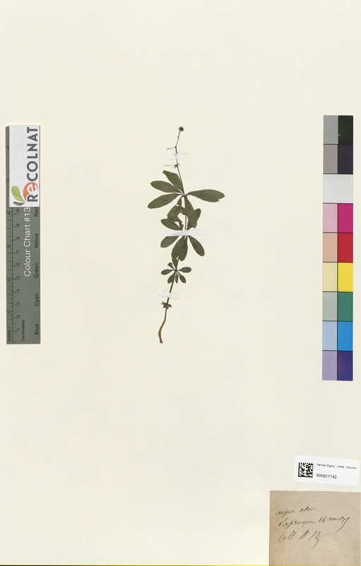 Aspercula odorata (Rubiaceae)