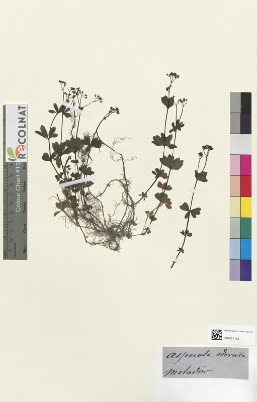 Aspercula odorata (Rubiaceae)