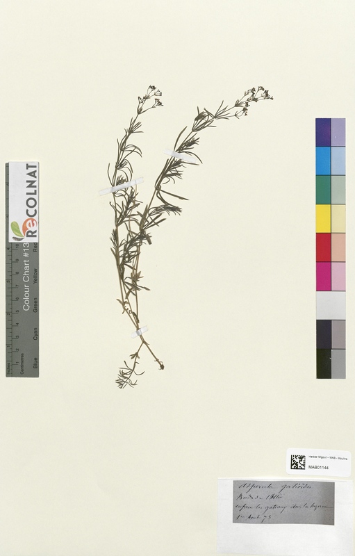 Aspercula galioides (Rubiaceae)