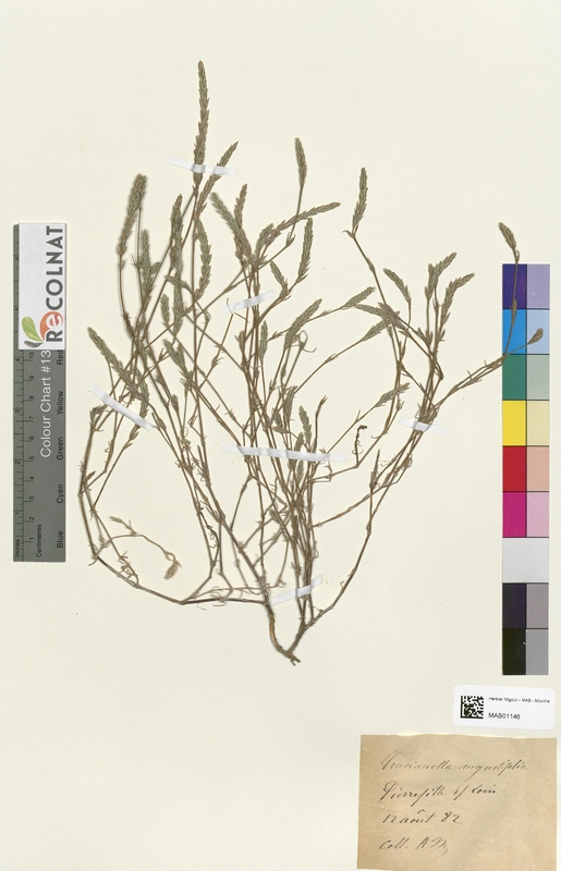 Crucianella angustifolia (Rubiaceae)