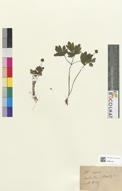 Adoxa moschatellina (Caprifoliaceae)