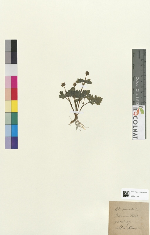 Adoxa moschatellina (Caprifoliaceae)