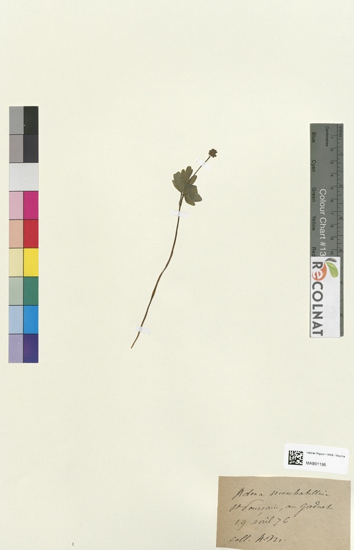 Adoxa moschatellina (Caprifoliaceae)