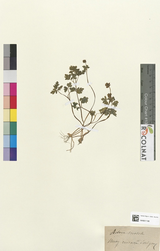 Adoxa moschatellina (Caprifoliaceae)