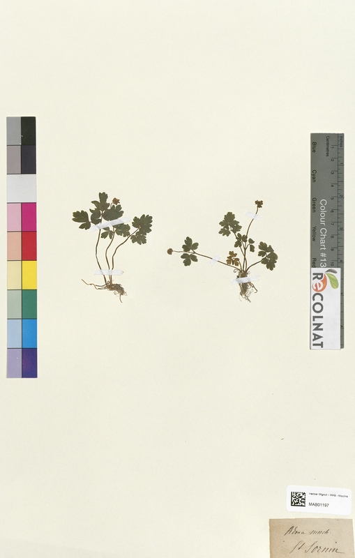 Adoxa moschatellina (Caprifoliaceae)