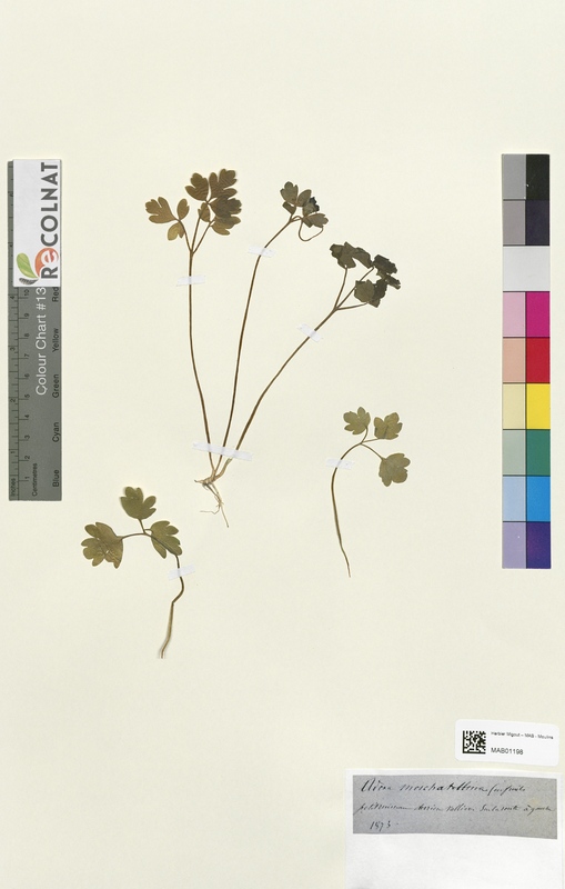 Adoxa moschatellina (Caprifoliaceae)