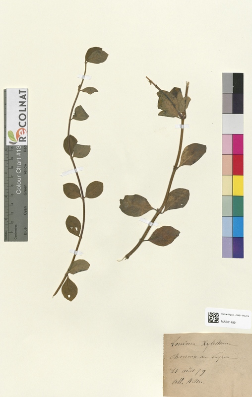 Lonicera xylosteum (Caprifoliaceae)