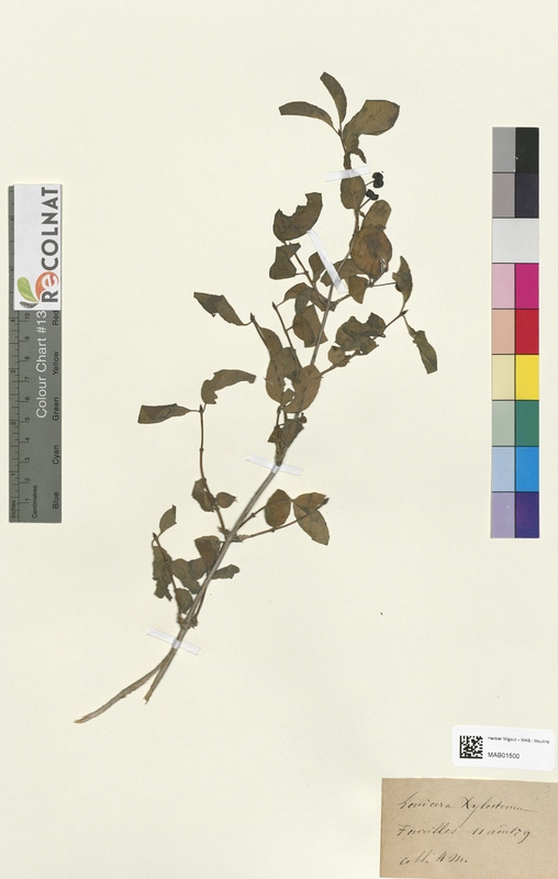 Lonicera xylosteum (Caprifoliaceae)