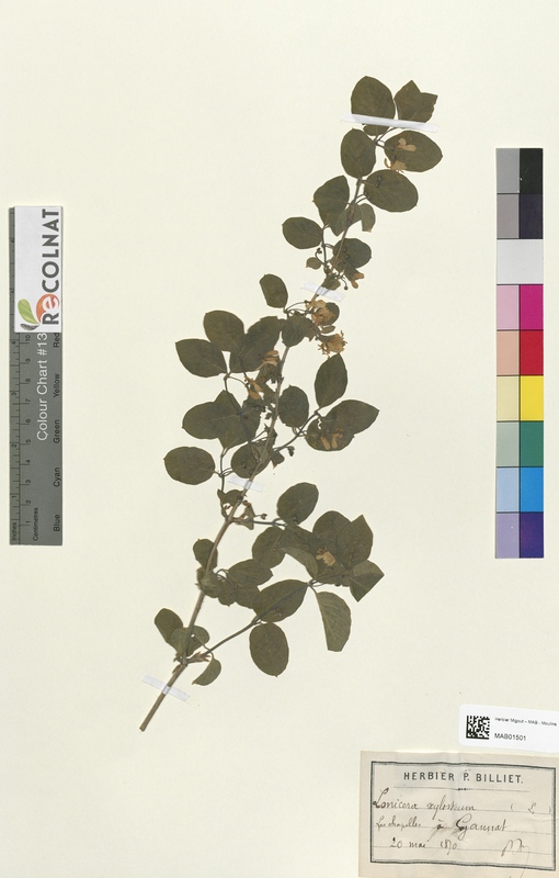 Lonicera xylosteum (Caprifoliaceae)