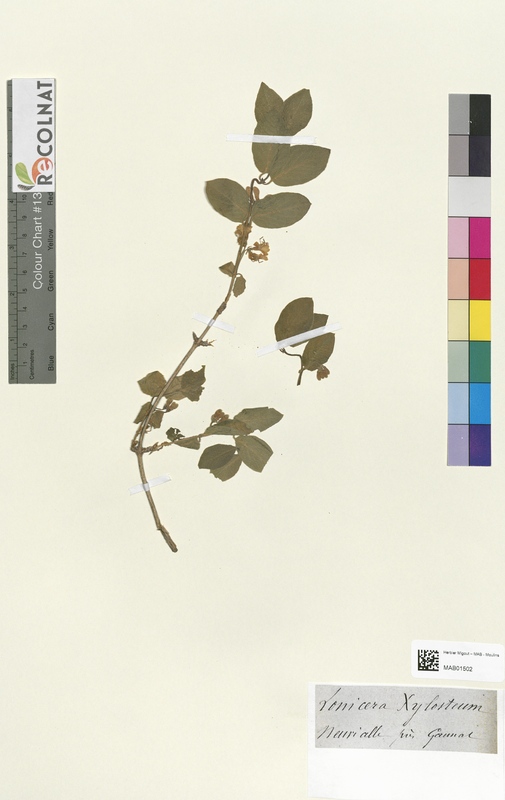 Lonicera xylosteum (Caprifoliaceae)