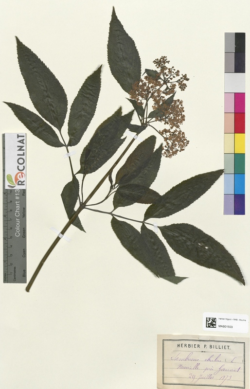 Sambucus ebulus (Caprifoliaceae)