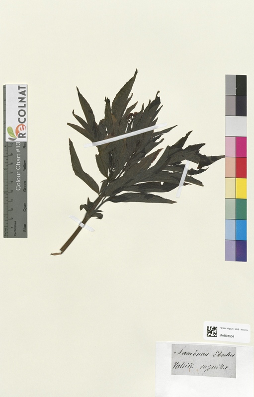 Sambucus ebulus (Caprifoliaceae)