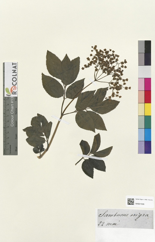 Sambucus nigra (Caprifoliaceae)